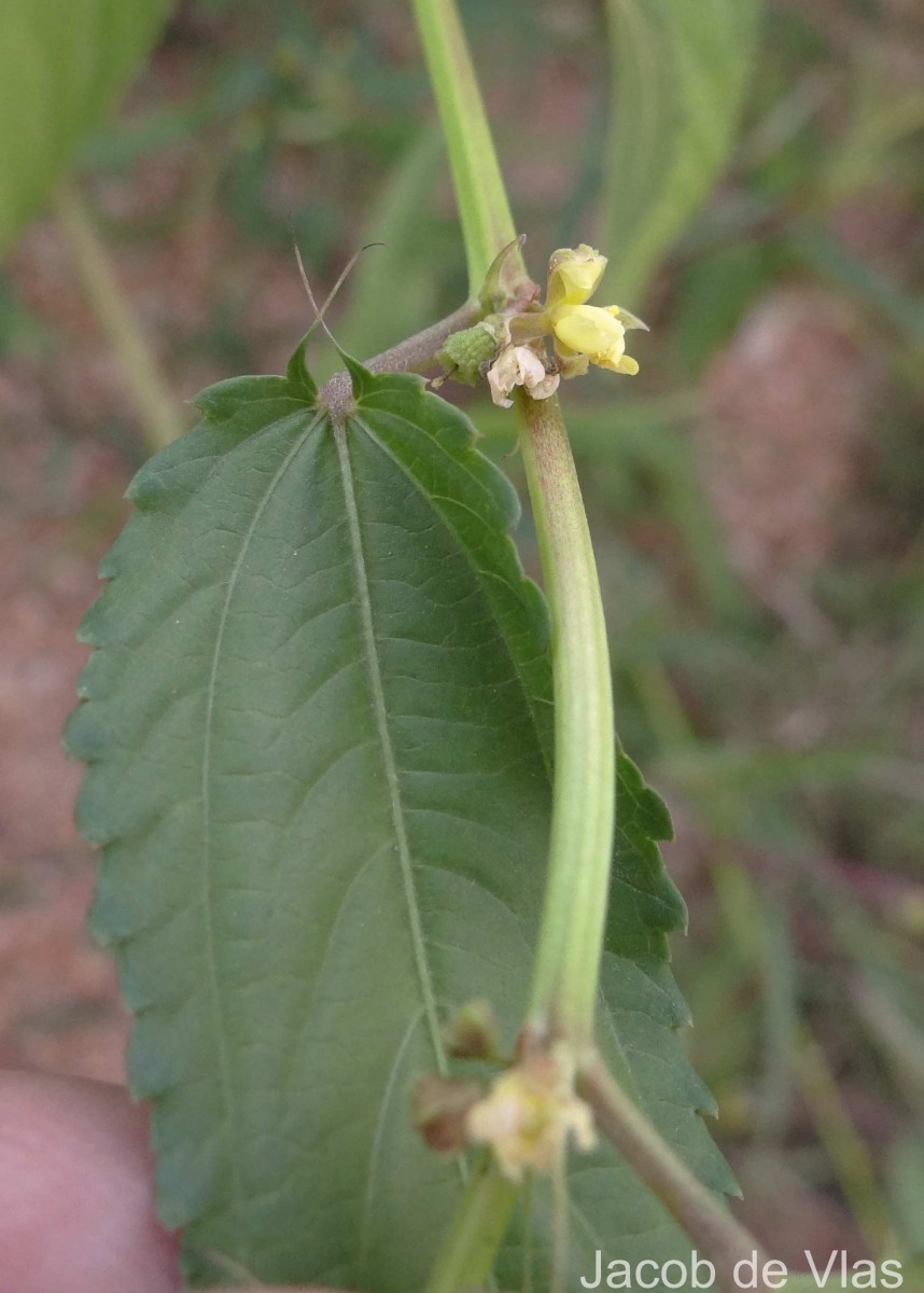 Corchorus capsularis L.